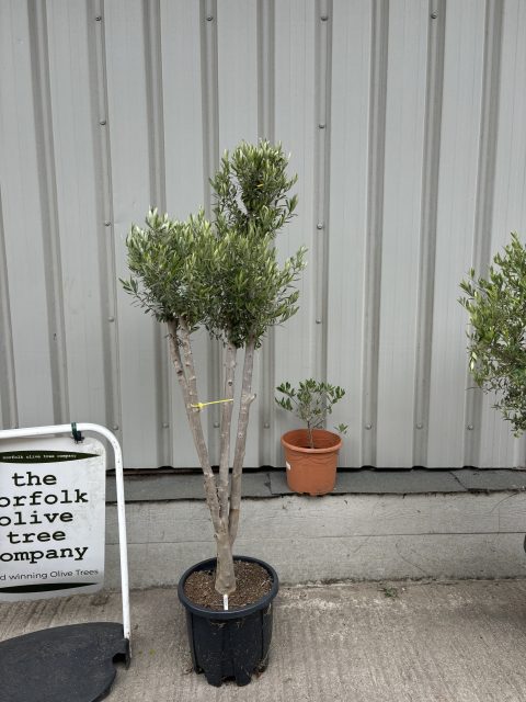 London Olive tree