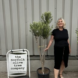 London Olive tree