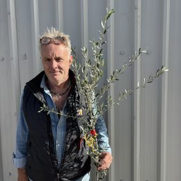 Koroneiki Greek Olive tree delivery included