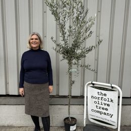 Maurino Olive tree for sale. Delivery included