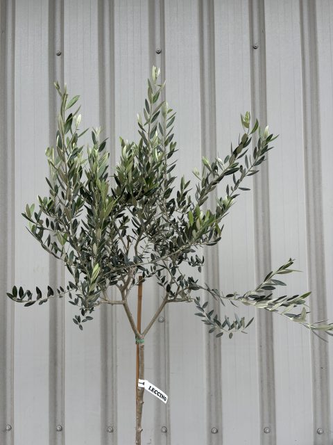 Leccino Olive tree
