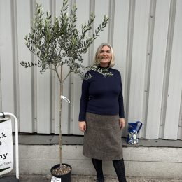 Leccino Olive tree