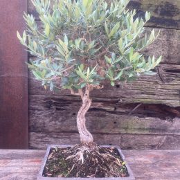Olive Bonsai delivery included