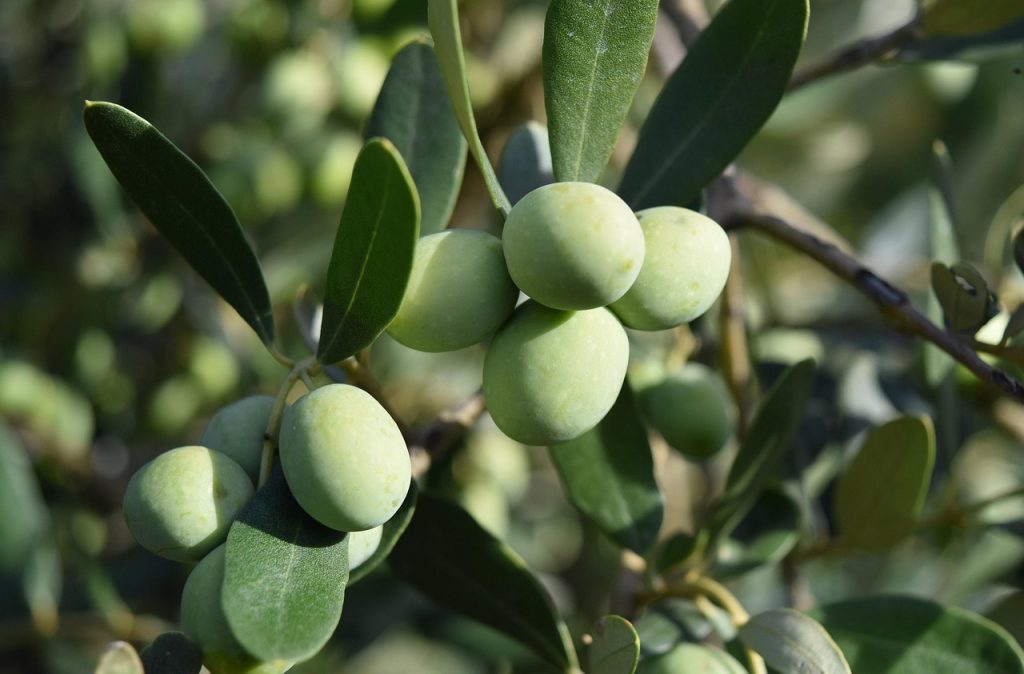 Best Olive Tree Varieties for Fruiting in the UK