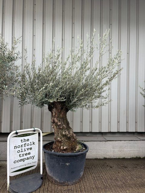 Charming gnarled Olive tree