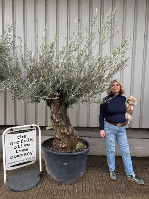IMG_0383 Charming gnarled Olive tree