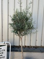 IMG_0490 Standard Olive tree