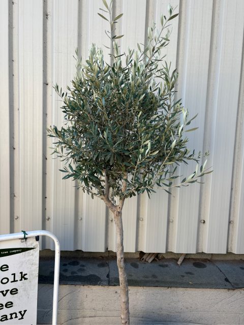 Standard Olive tree