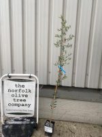 Arbequina Olive tree