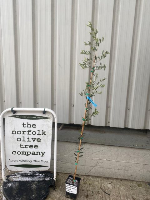 Arbequina Olive tree