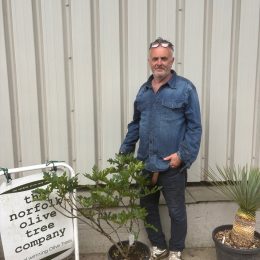 Fig tree for sale