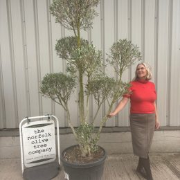 Pom-Pom Shaped Olive Tree | Architectural Olive Tree Topiary