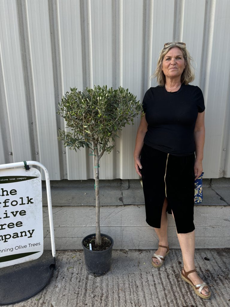 Picual Olive Trees for Sale