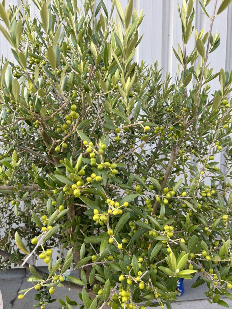 Picual Olive Trees for Sale