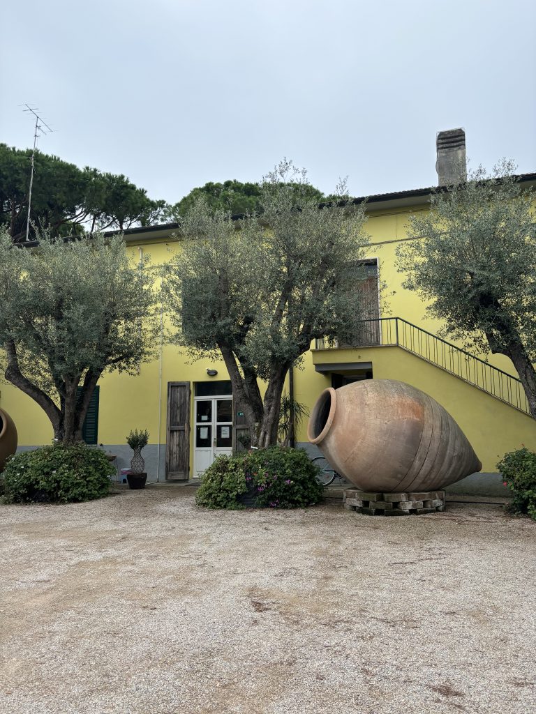 Olive grove bundle