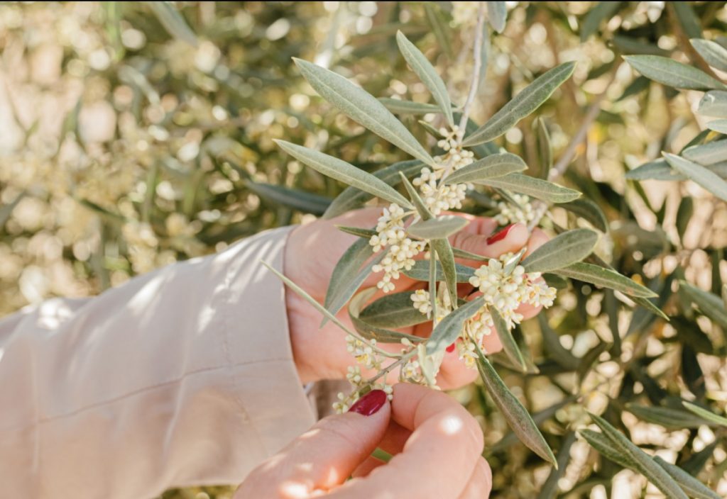 Growing an Indoor Olive Tree