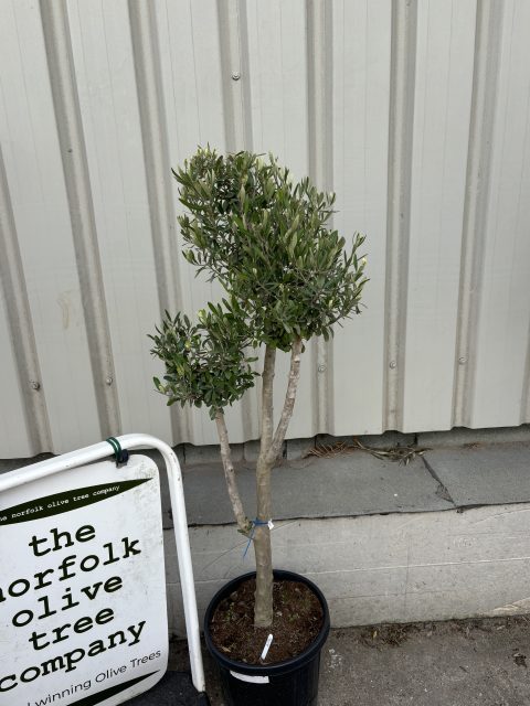 Multi-stem Olive tree