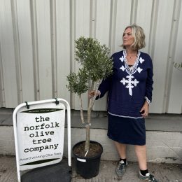 Multi-stem Olive tree. Delivery included.