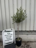 IMG_3281 London Olive tree