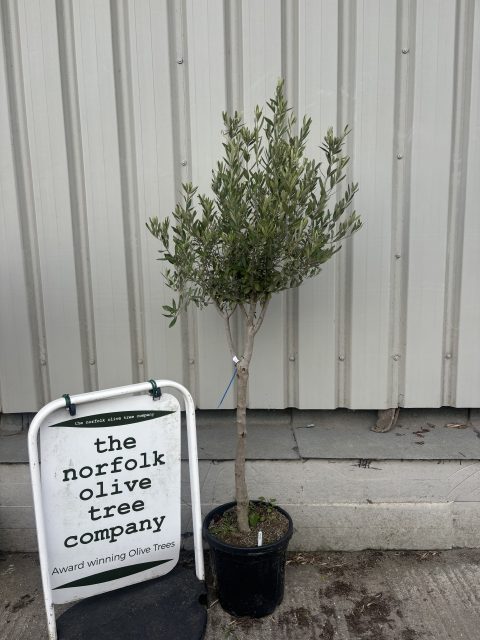 London Olive tree