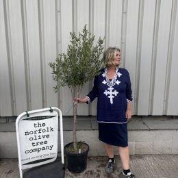 London Olive tree