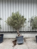IMG_3487 Spanish Olive Trees
