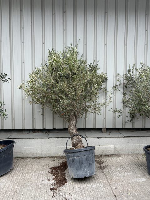 Spanish Olive Trees