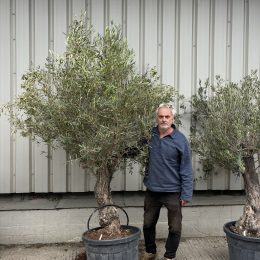 End of Season Clearance – Spanish Olive Trees