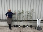 Young olive tree bundle UK