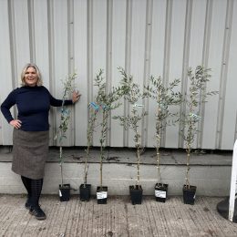 Young olive tree bundle UK