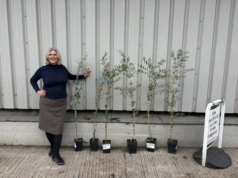 Young olive tree bundle UK