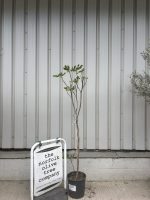 IMG_9275 Fig tree for sale