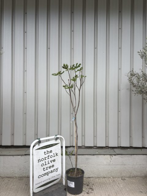 Fig tree for sale