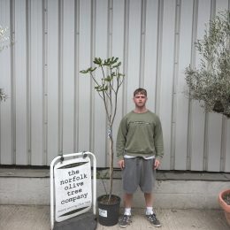 Fig tree. Delivery included.