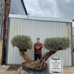 Ancient Olive Tree for Sale in the UK