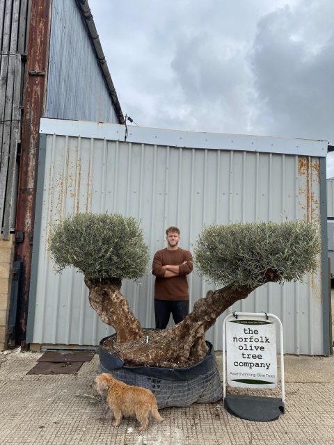 25f1f7c6-e925-4c86-9b7f-68ca8f33397d Ancient Olive Tree for Sale in the UK