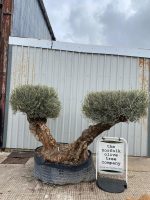 4481c135-914a-4df9-9730-a826af161a97 Ancient Olive Tree for Sale in the UK