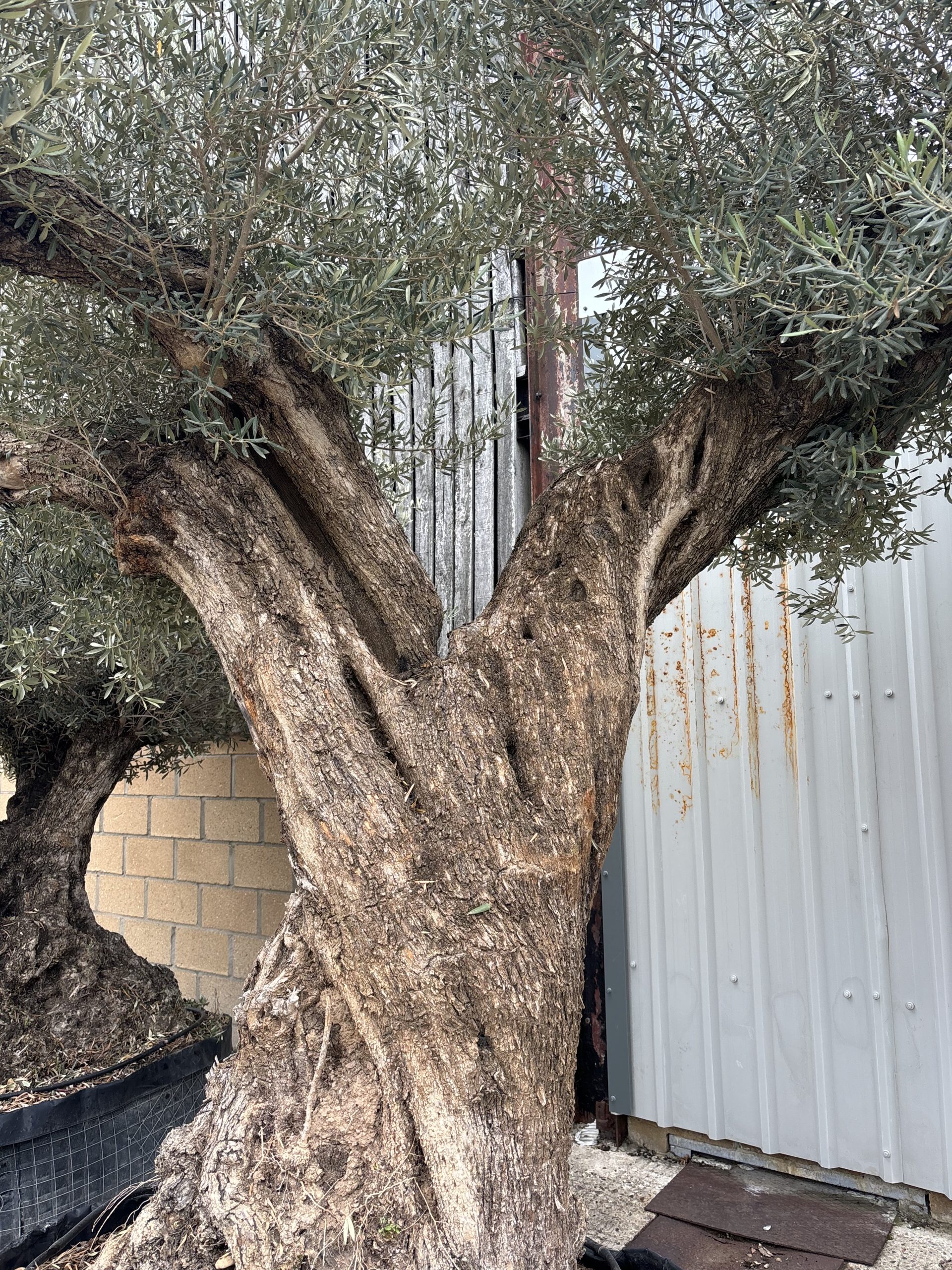 Ancient Olive Tree for Sale in the UK - The Norfolk Olive Tree Company