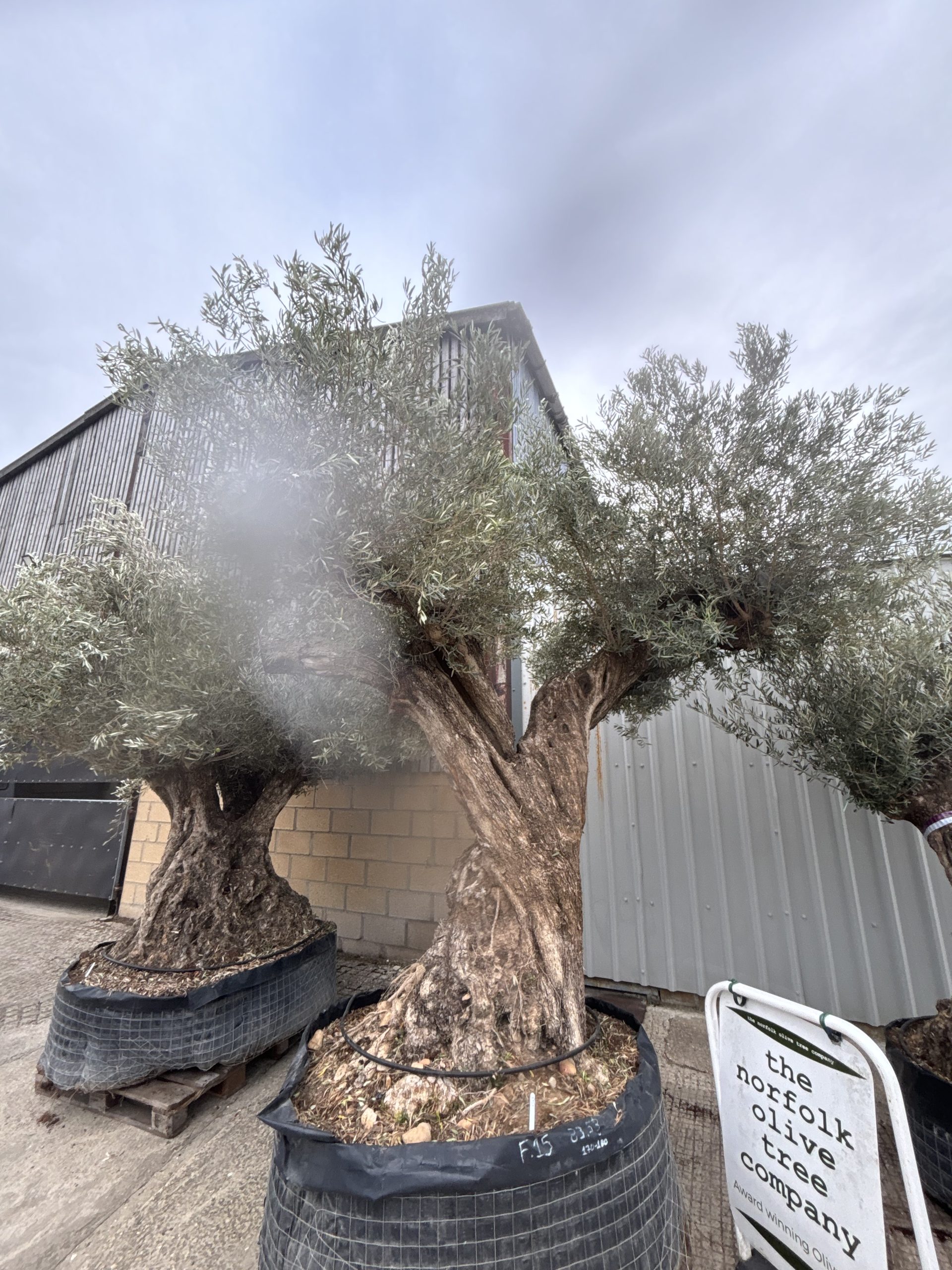 Ancient Olive Tree for Sale in the UK - The Norfolk Olive Tree Company