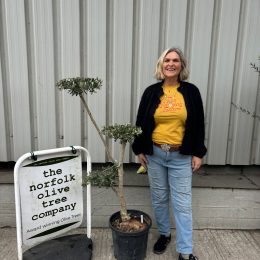 Cloud-Pruned Olive Tree | Niwaki Olive Trees for Sale UK – The Norfolk Olive Tree Company