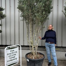 Multi stem Olive Tree