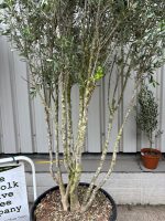 IMG_0322 Multi stem Olive Tree