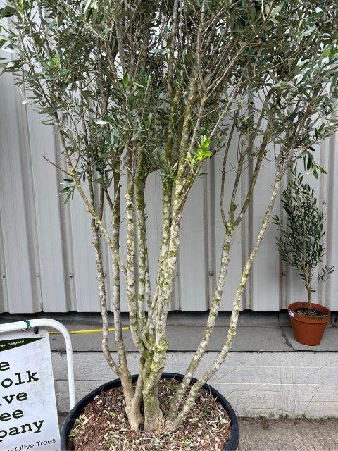 Multi stem Olive Tree