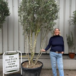 Multi stem Olive Tree