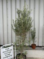 IMG_0330 Olea europaea