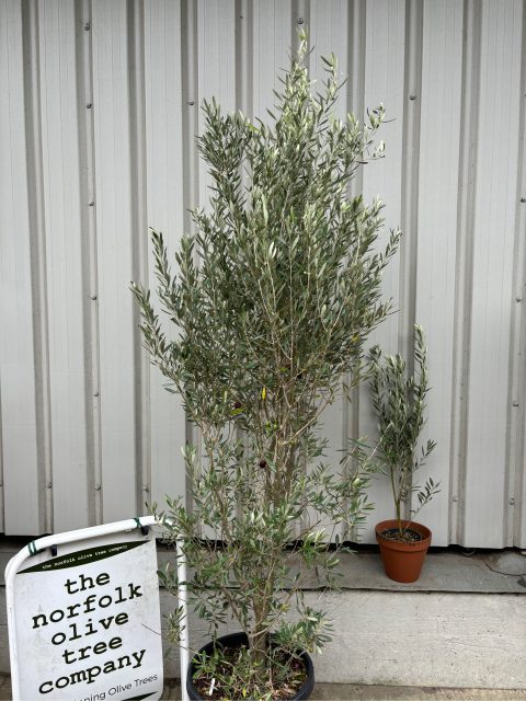 Olea europaea 