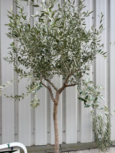 Tuscan Olive Tree