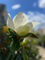 IMG_0359 Large Magnolia Grandiflora ‘Gallisoniensis’