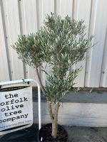 IMG_0527 Multi-stem Olive tree
