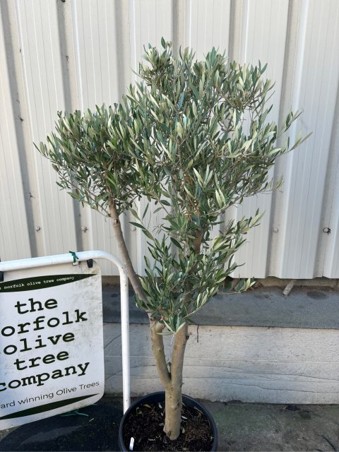Multi-stem Olive tree